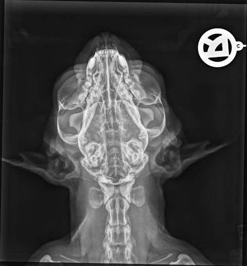 digitales Röntgen bei Kleintieren