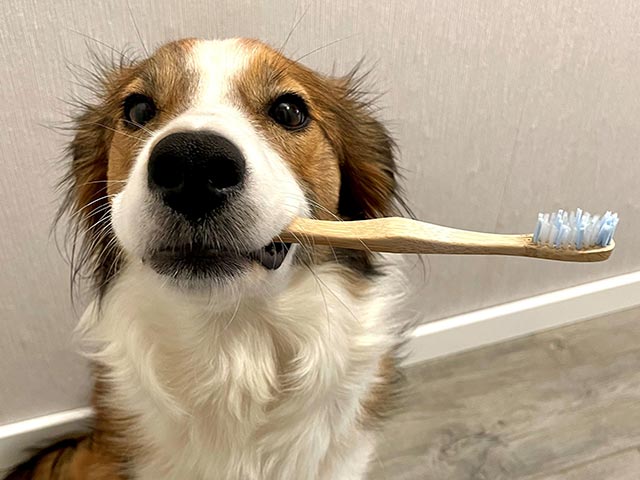 Zahnbehandlung bei Hunden